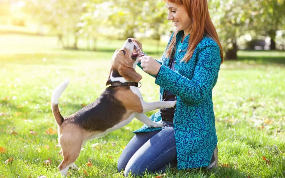 Government pauses controversial changes to renters’ pet laws due to coronavirus