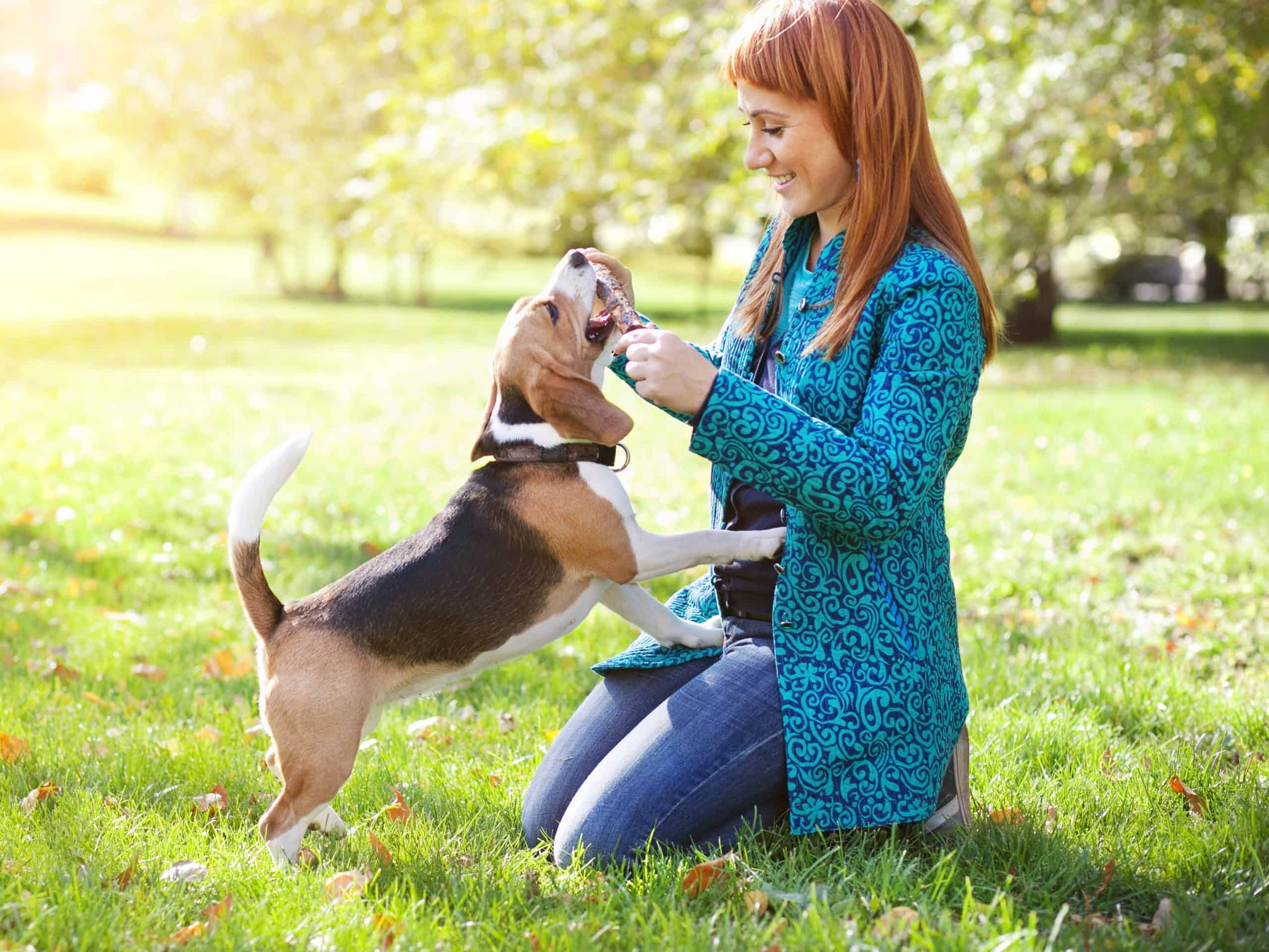 Pet rentals Cropped