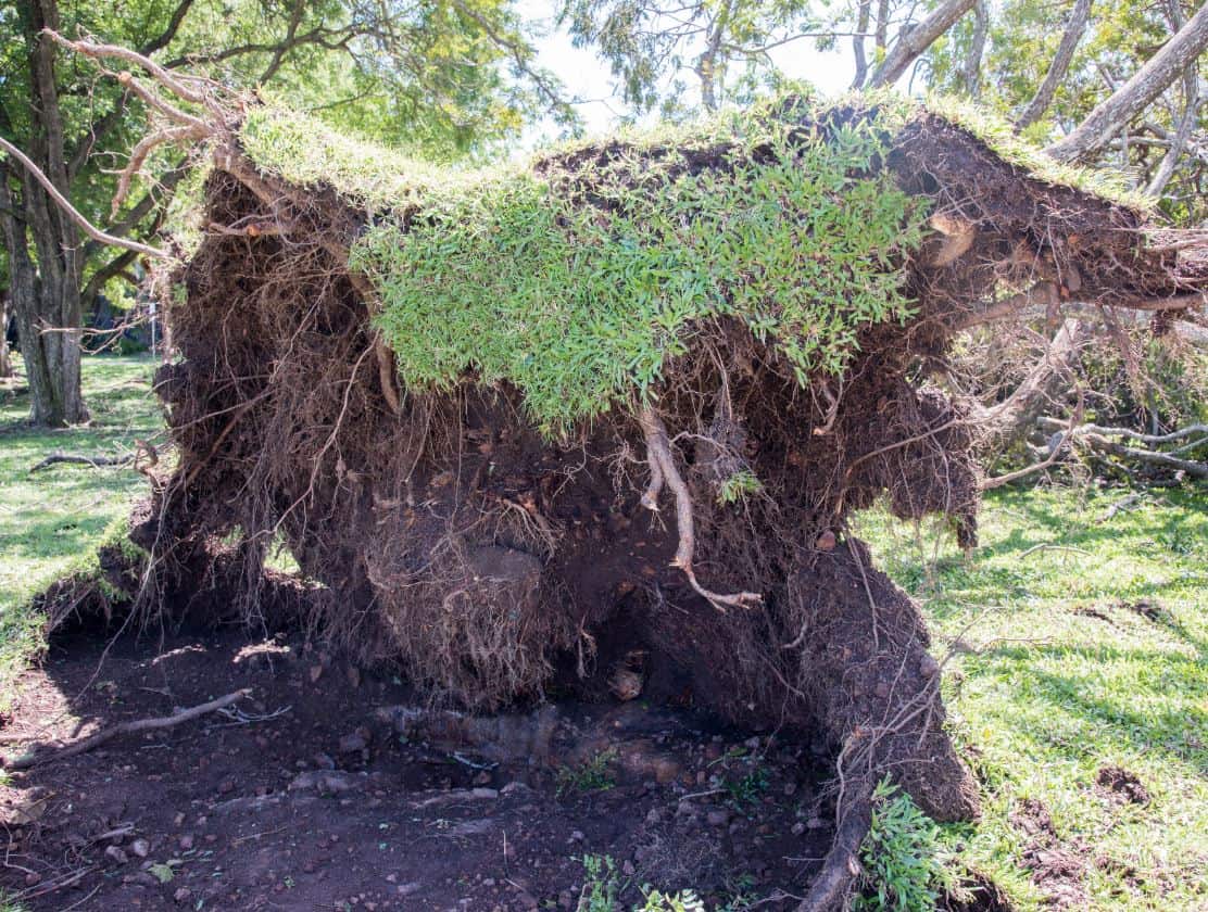 Cyclone Marcus tree