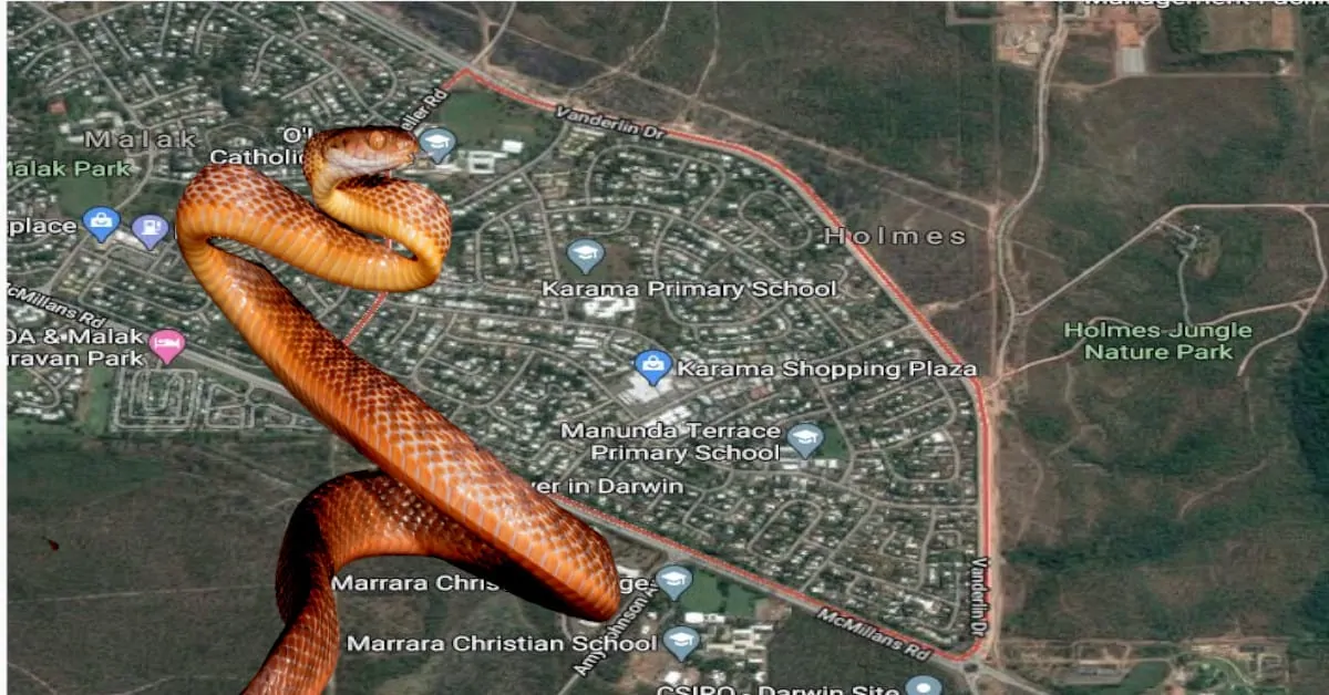 Brown tree snake Karama graphic