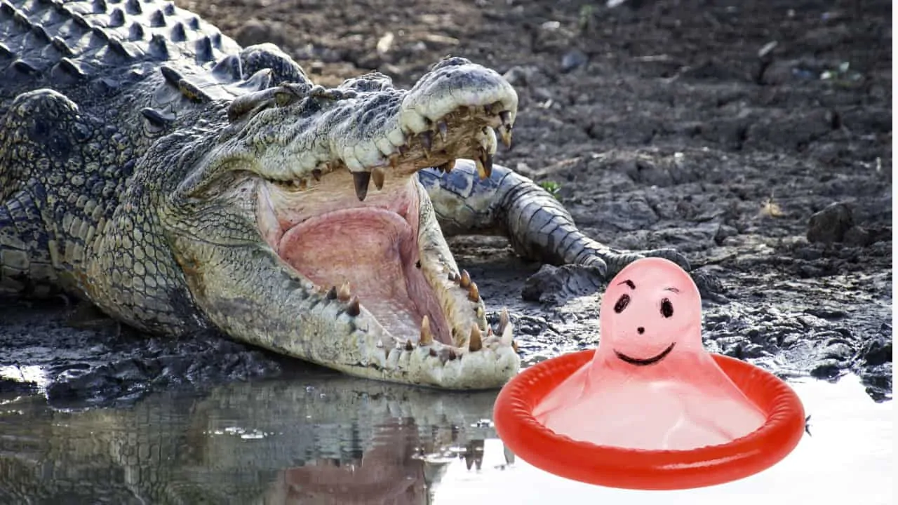 Crocodile condom II