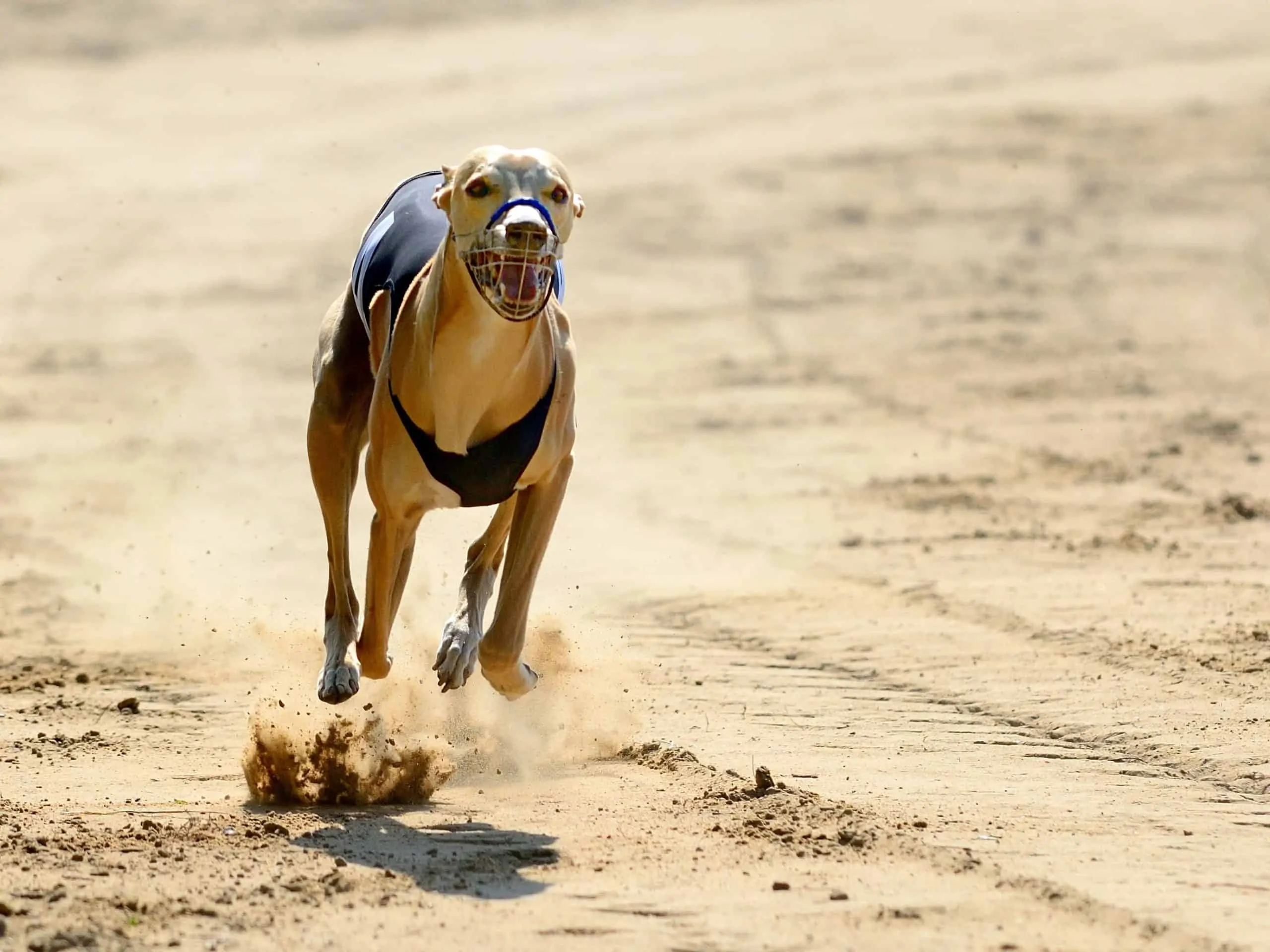 Greyhound