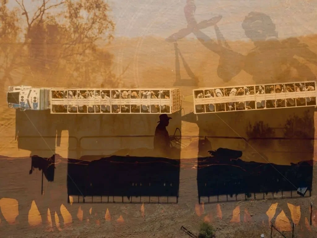 Live export cattle class action image Live export cattle class action image