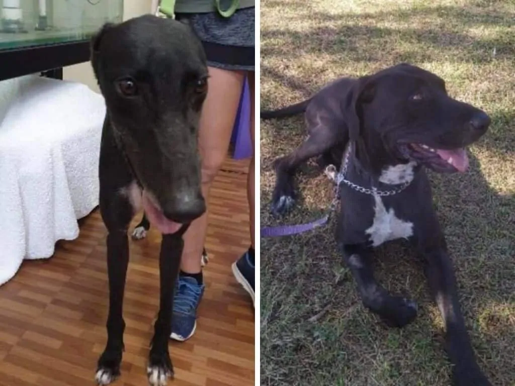 PAWS Darwin dog theft