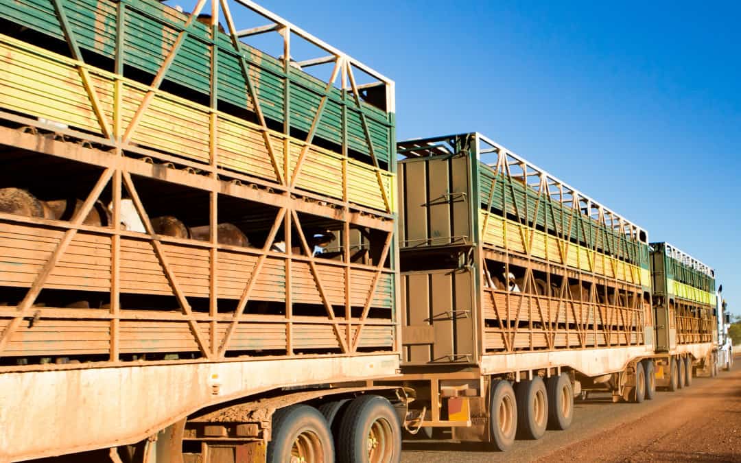 NT cattle company awarded $2.94 million in damages over 2011 live export ban