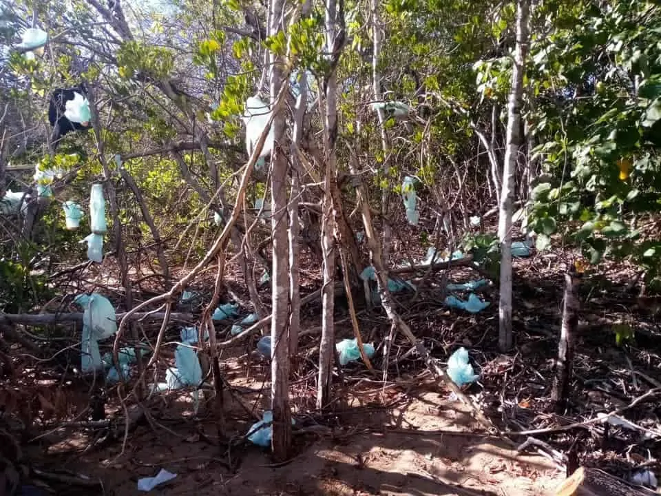 Bags of faeces in a Gunn Point tree
