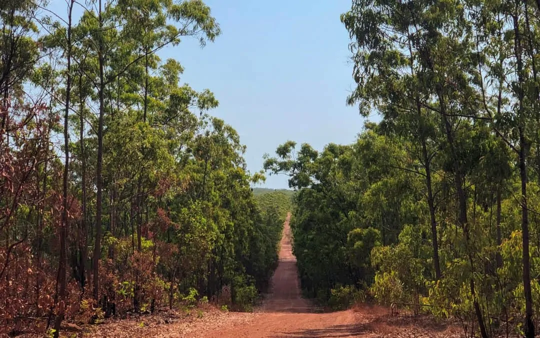 Researchers to investigate potential for East Arnhem forestry