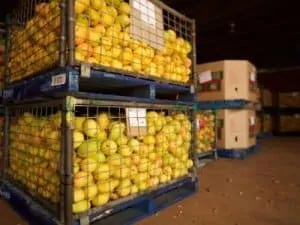 Mangoes in a crate