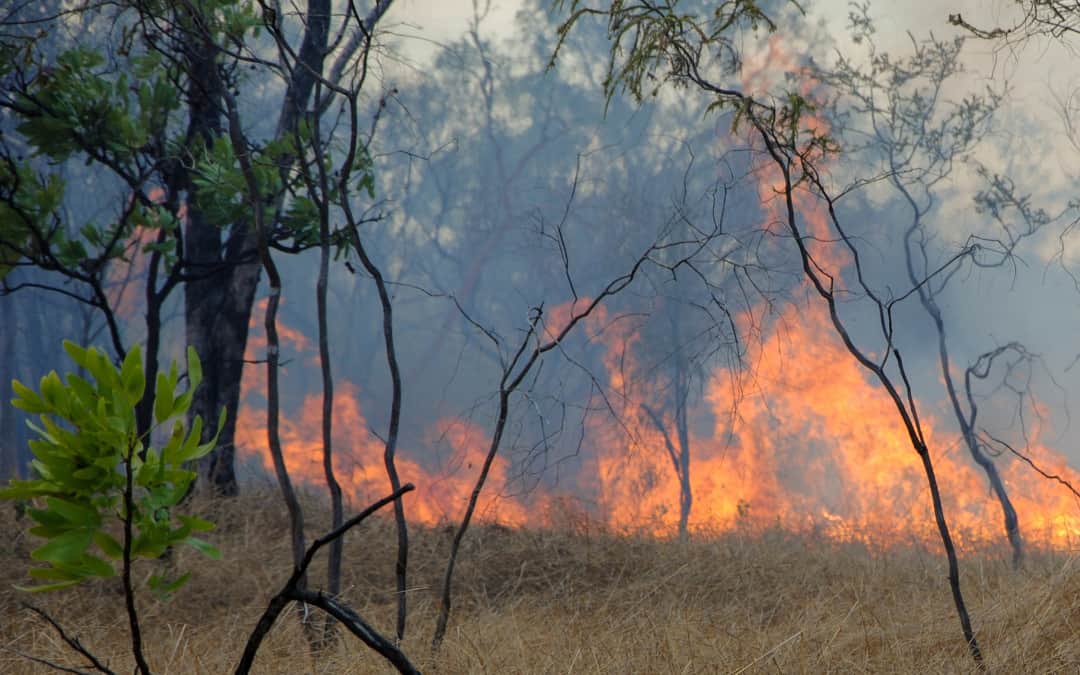 Man sentenced for starting massive wildfire in Djukbinj National Park