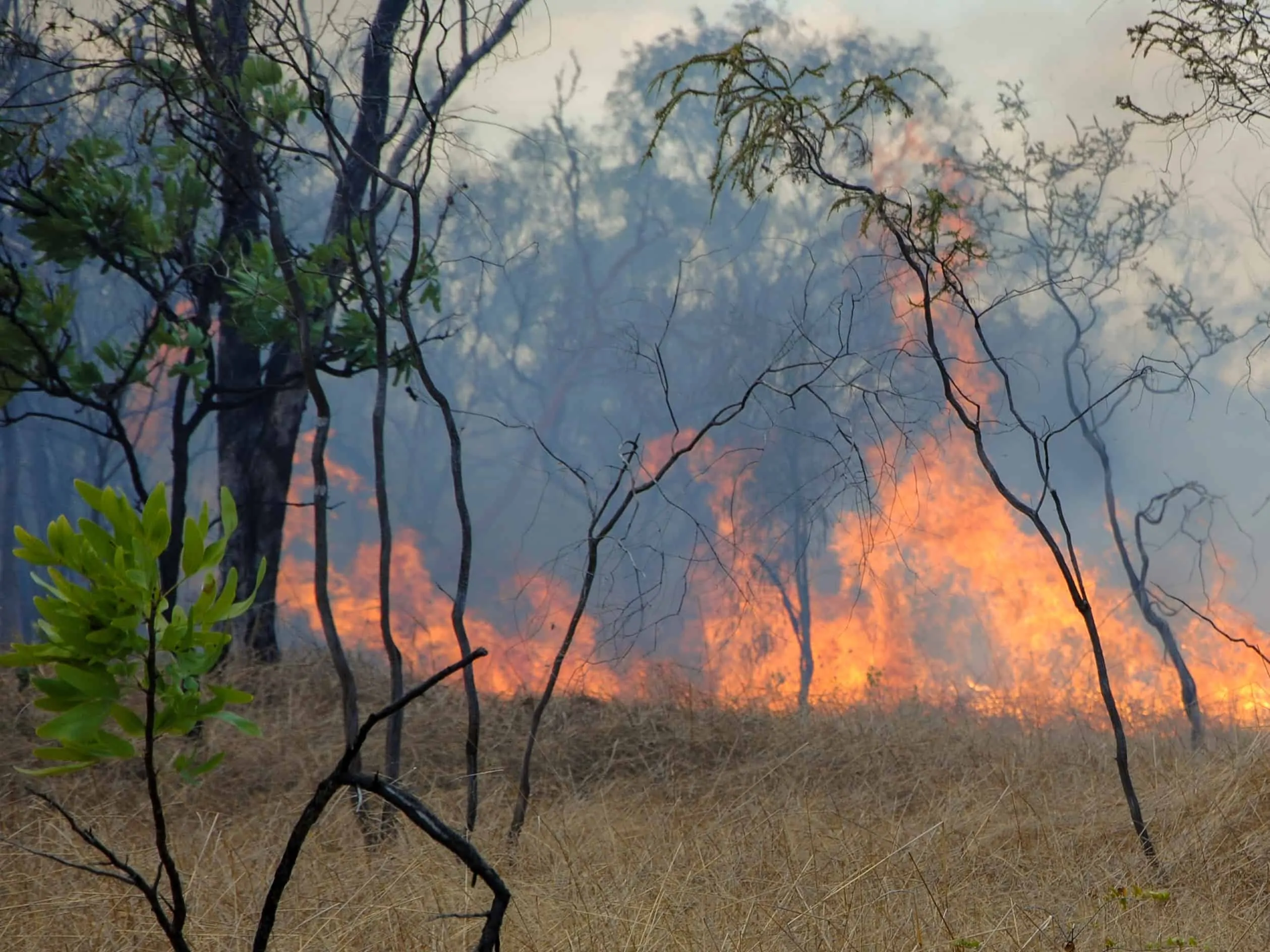bushfire Cropped