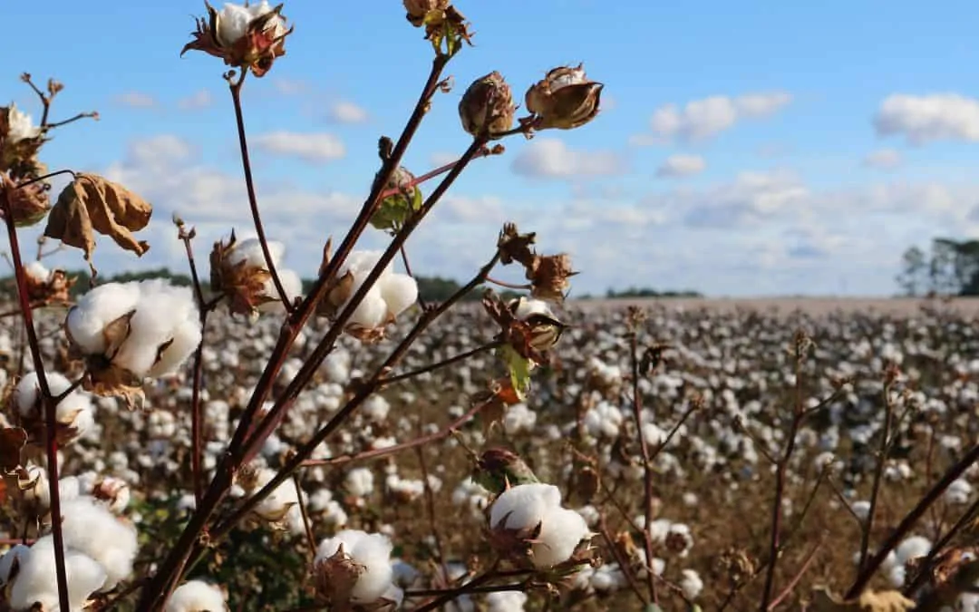 The NT is looking at developing a cotton industry, but environmental groups aren’t sold