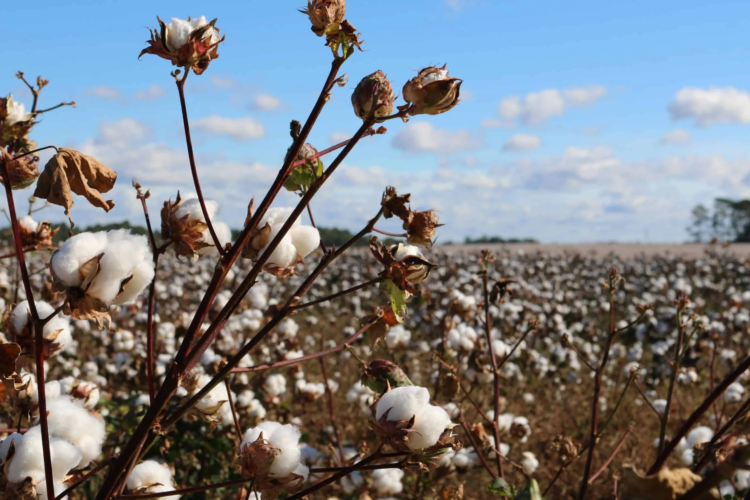 Cotton growing in a paddock Cotton growing in a paddock