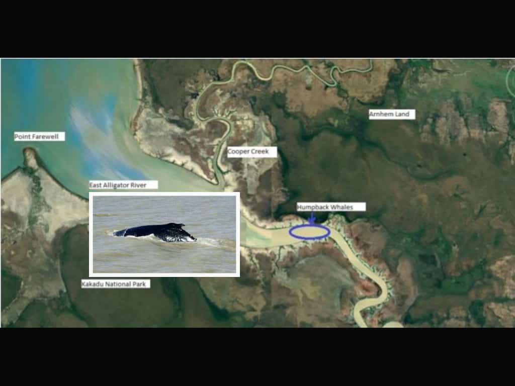 Humpback whales