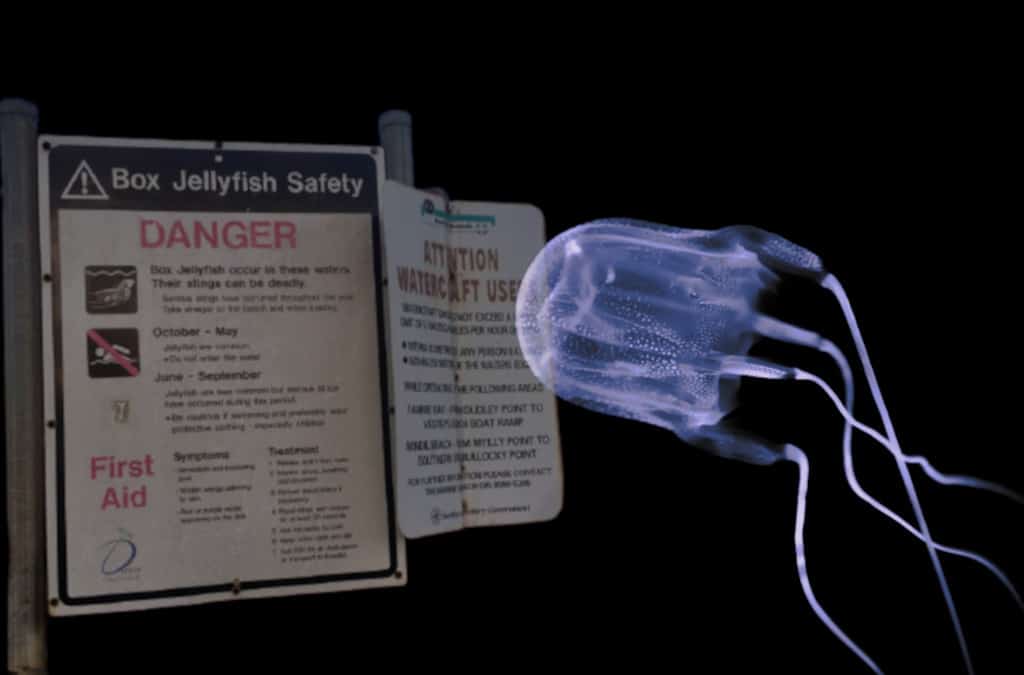 Council rejects responsibility for aging box jelly fish warning signs
