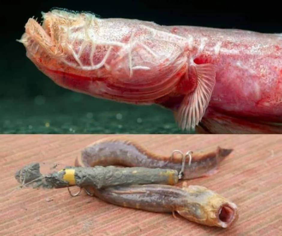 Worm of death