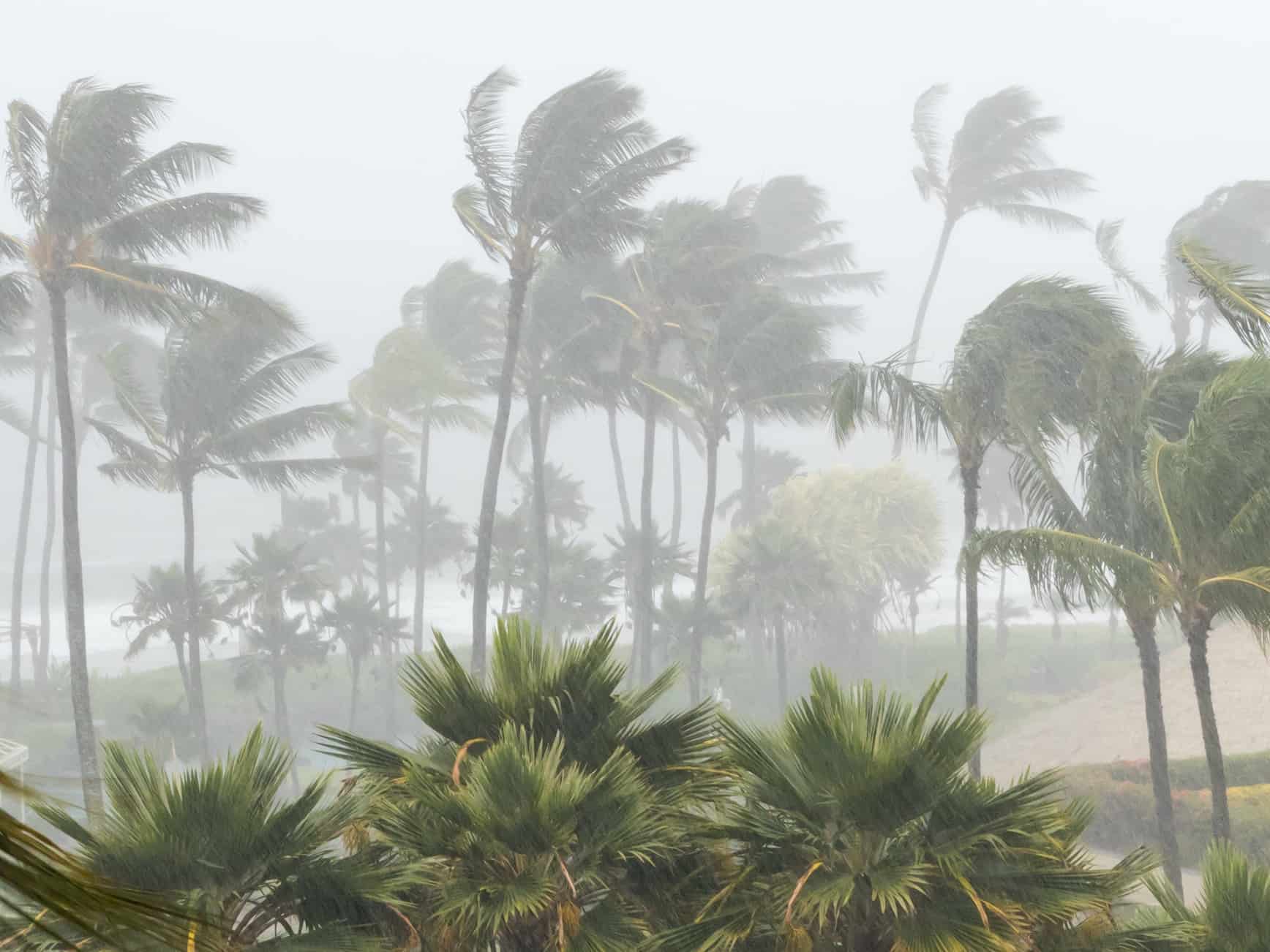 darwin rain Cropped