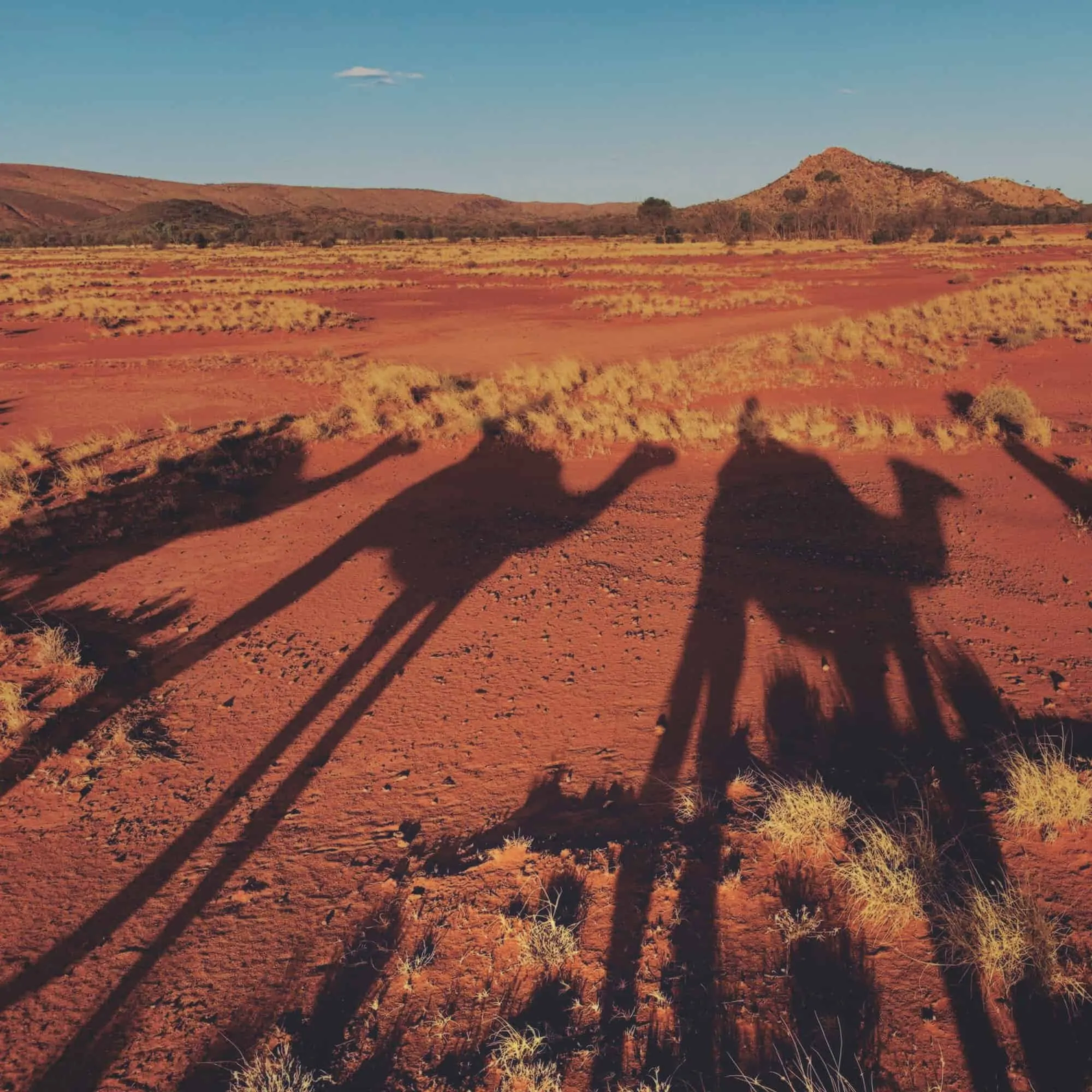 Pyndan Camel Tracks, Alice Springs Pyndan Camel Tracks, Alice Springs