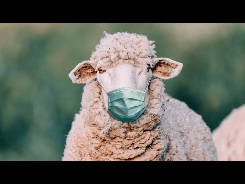 GNGSheep