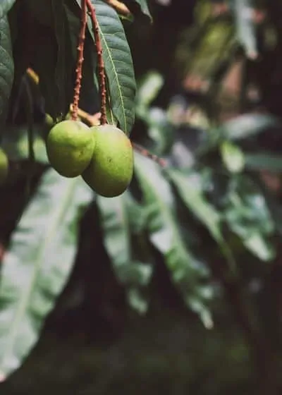NT mango farmers are struggling with a severe worker shortage