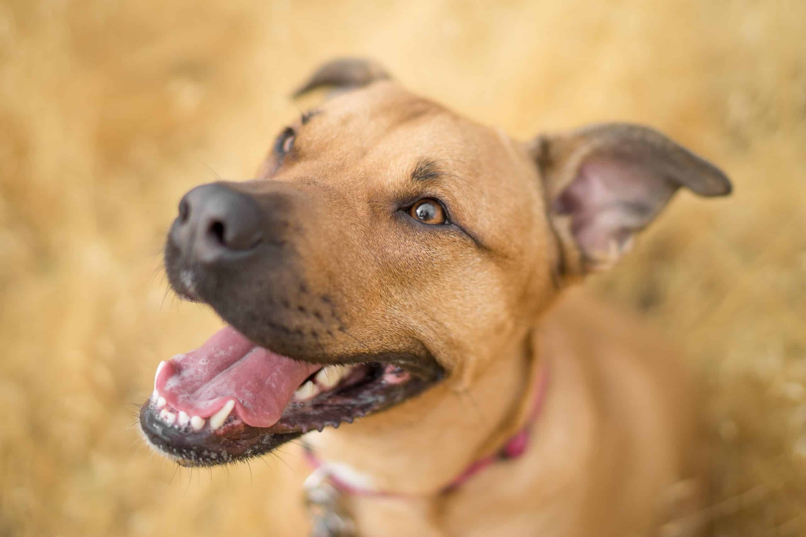 Dog Dog