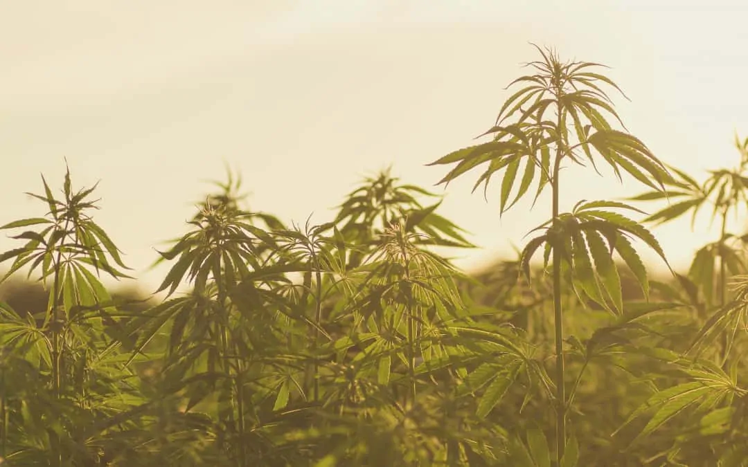 First commercial hemp growing permit issued to NT hay farmer