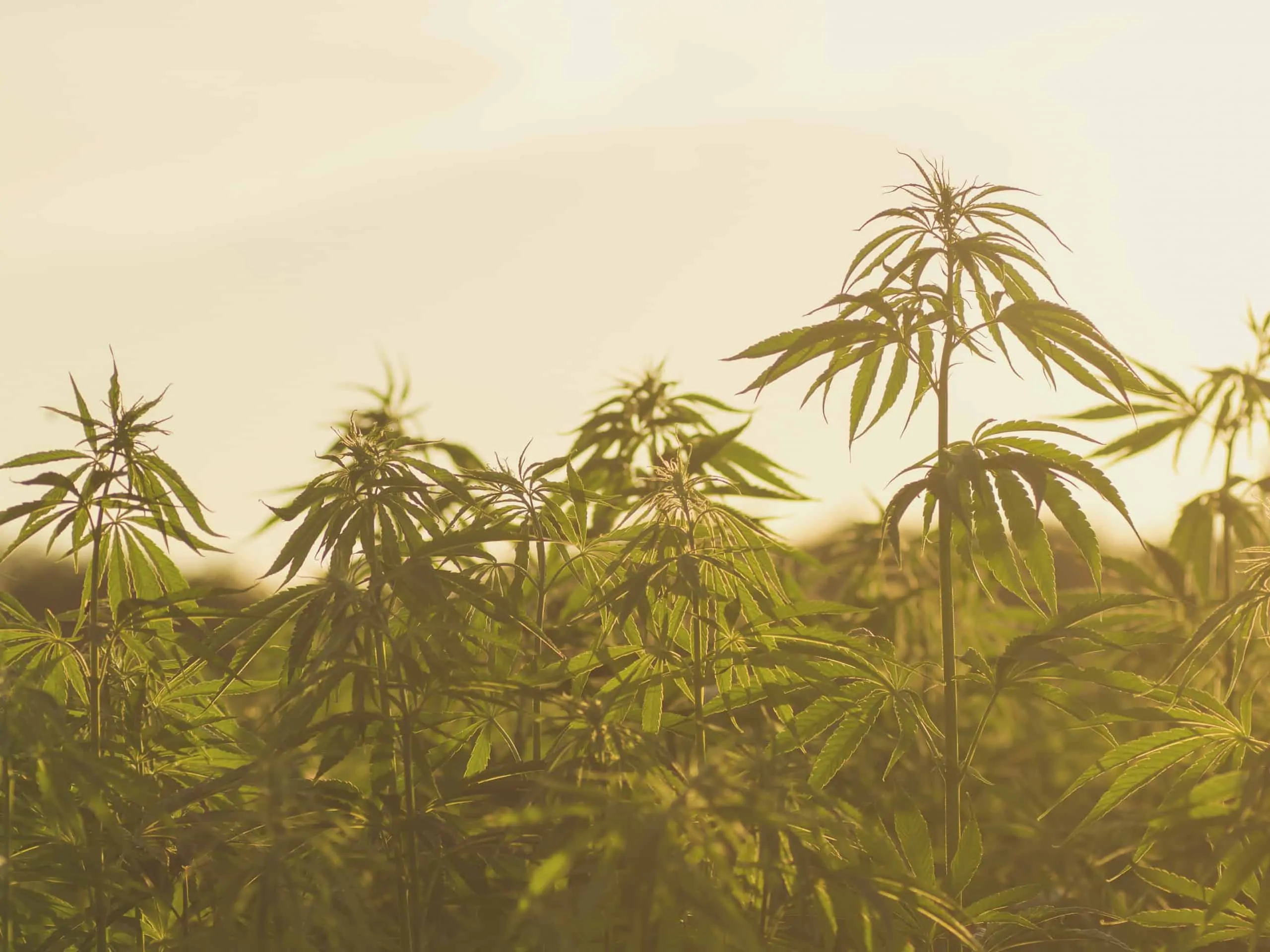 Industrial hemp Cropped Industrial hemp