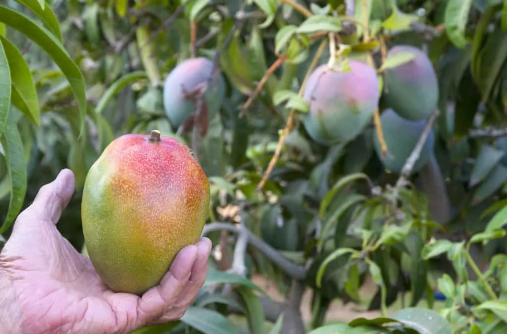 Queensland adopts on-farm COVID-19 quarantine, NT says no