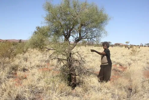 Buffel grass