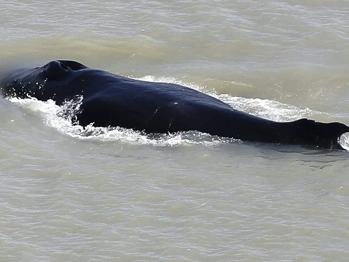 Humpback whale II 43