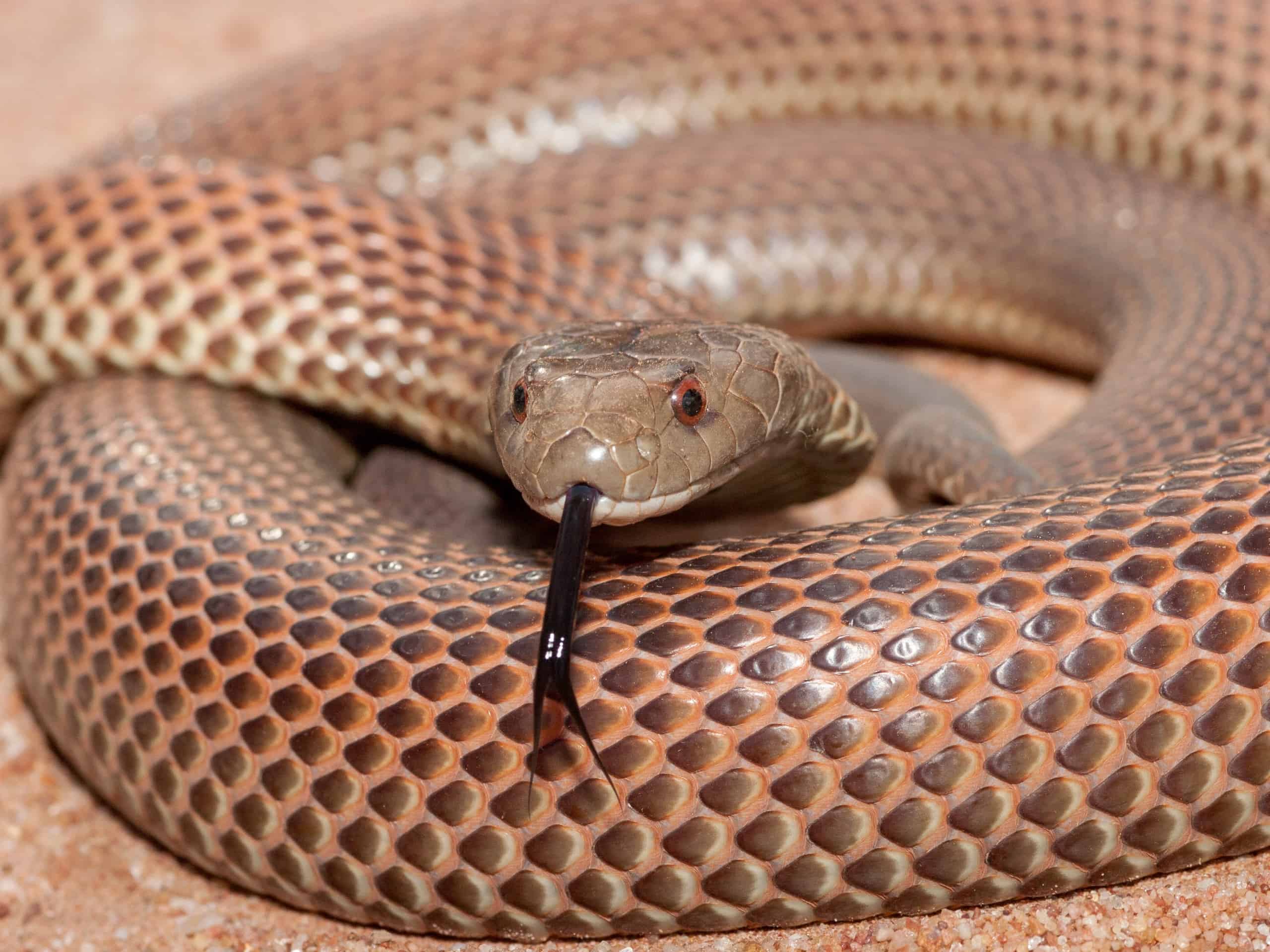 A king brown snake
