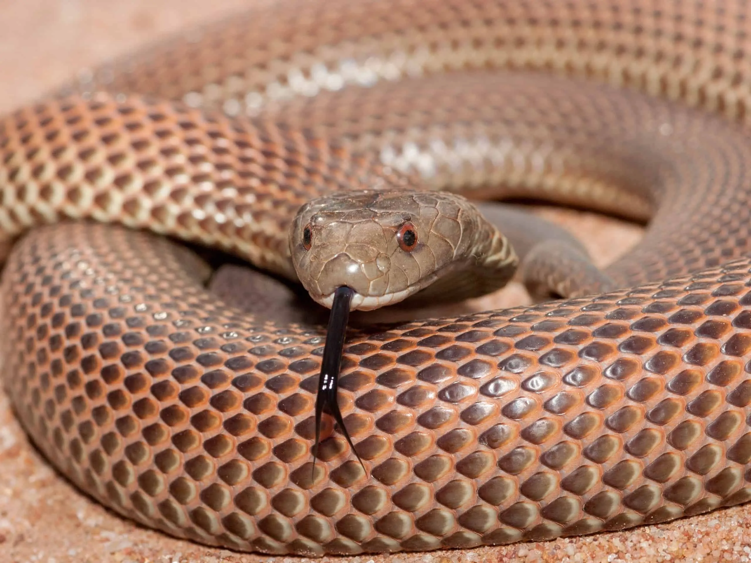 A king brown snake A king brown snake