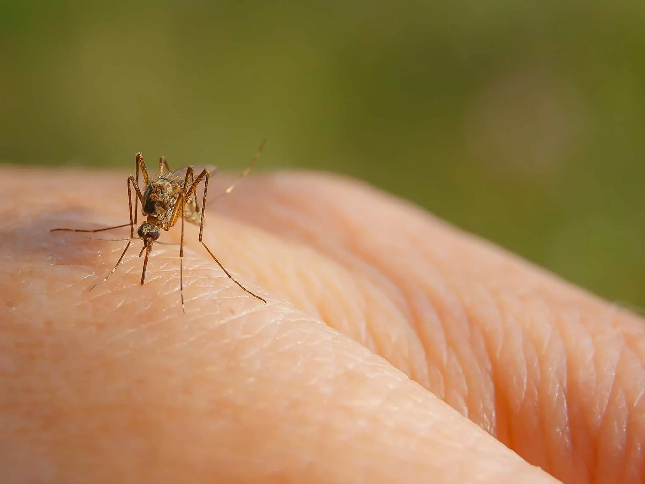 virus mosquito Cropped
