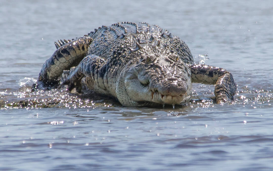 Fyles raises croc culling issue again after latest attack