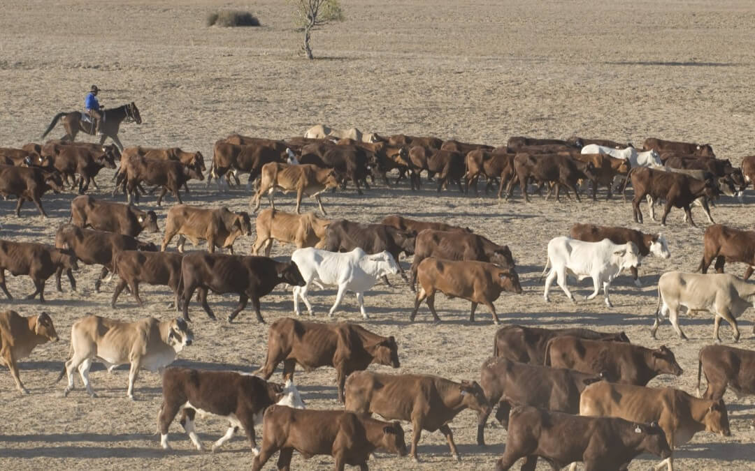 Research facility staffer charged over deaths of dozens of cattle