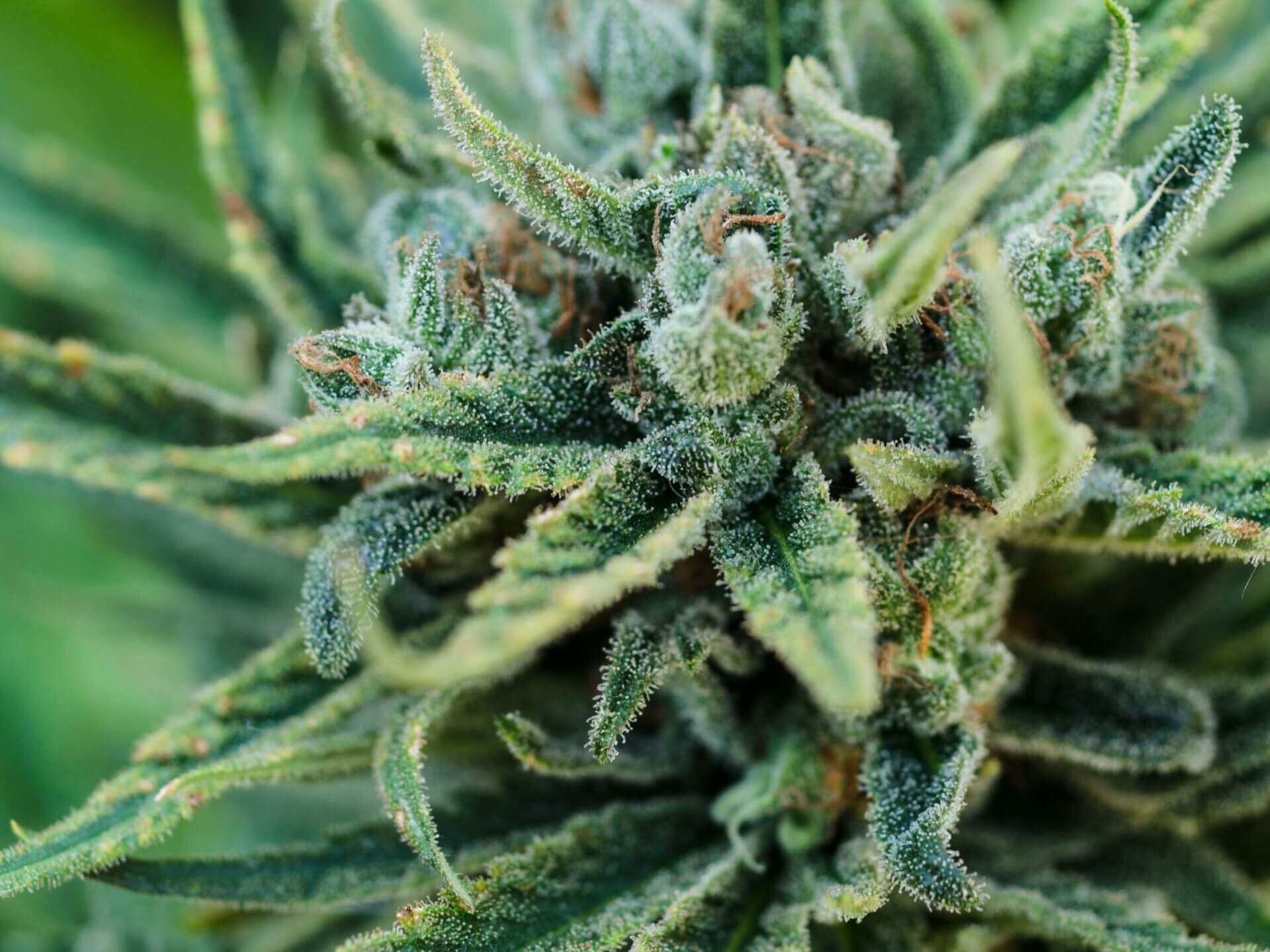 marijuana Cropped