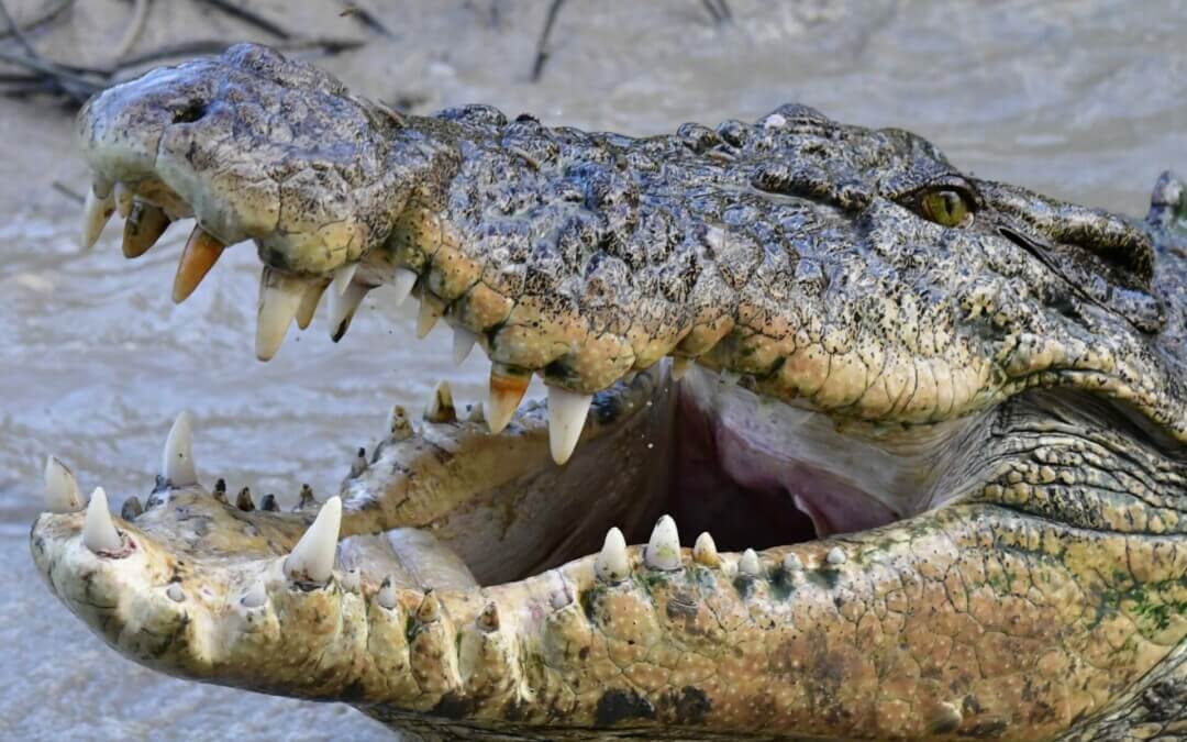 Man attacked by crocodile near Daly River
