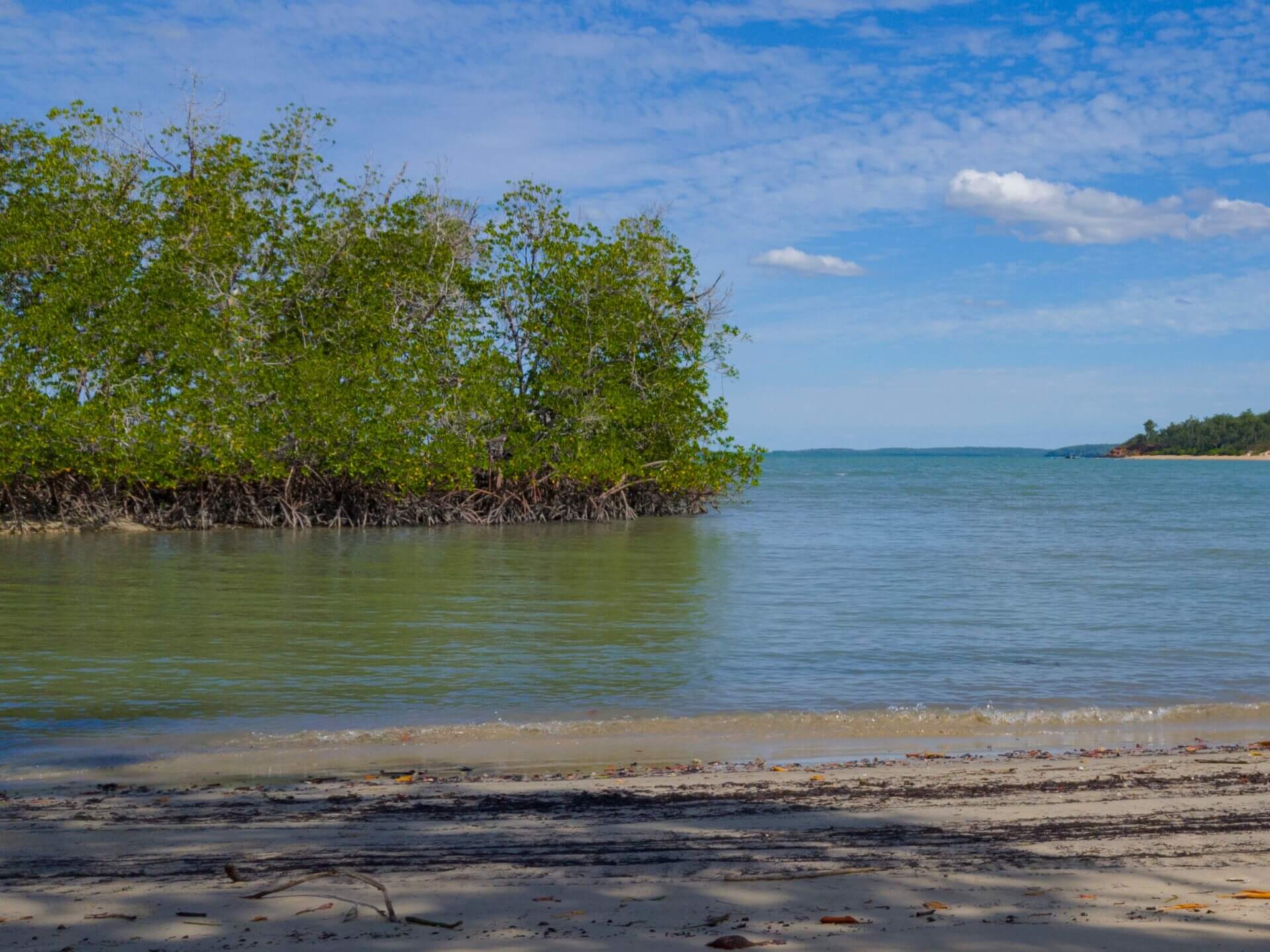 Tiwi Islands mangroves Cropped