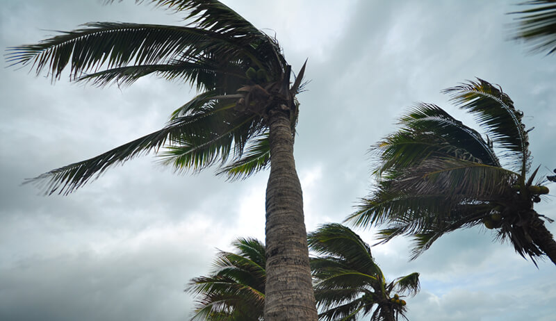 palms at hurricane
