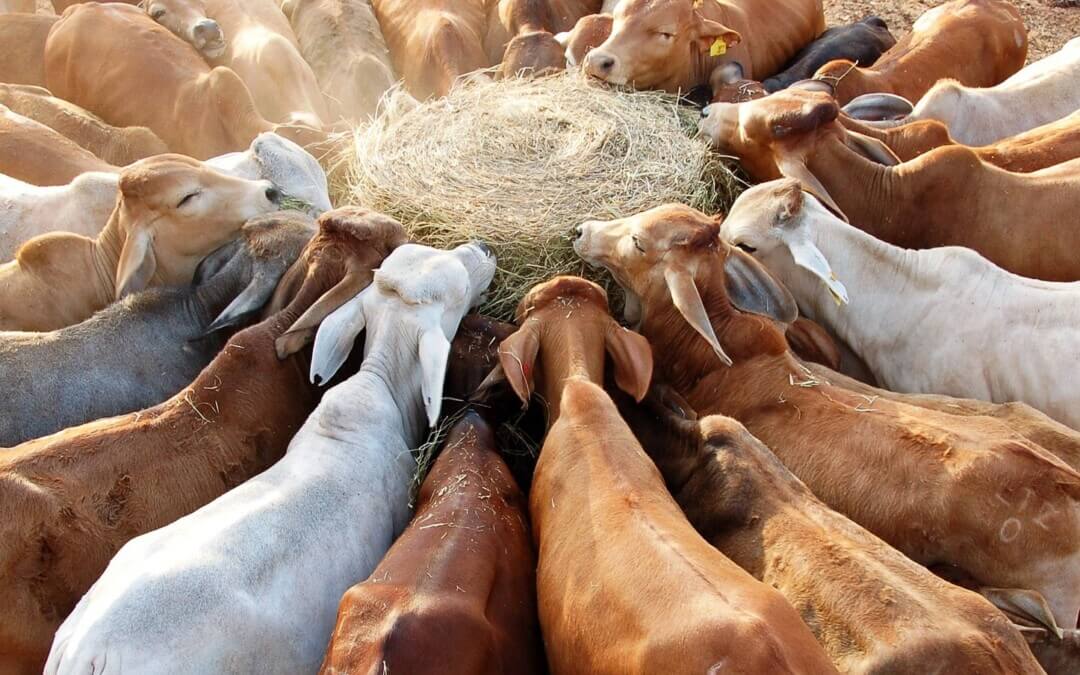 News Brief: Live export price indicator to improve northern cattle industry