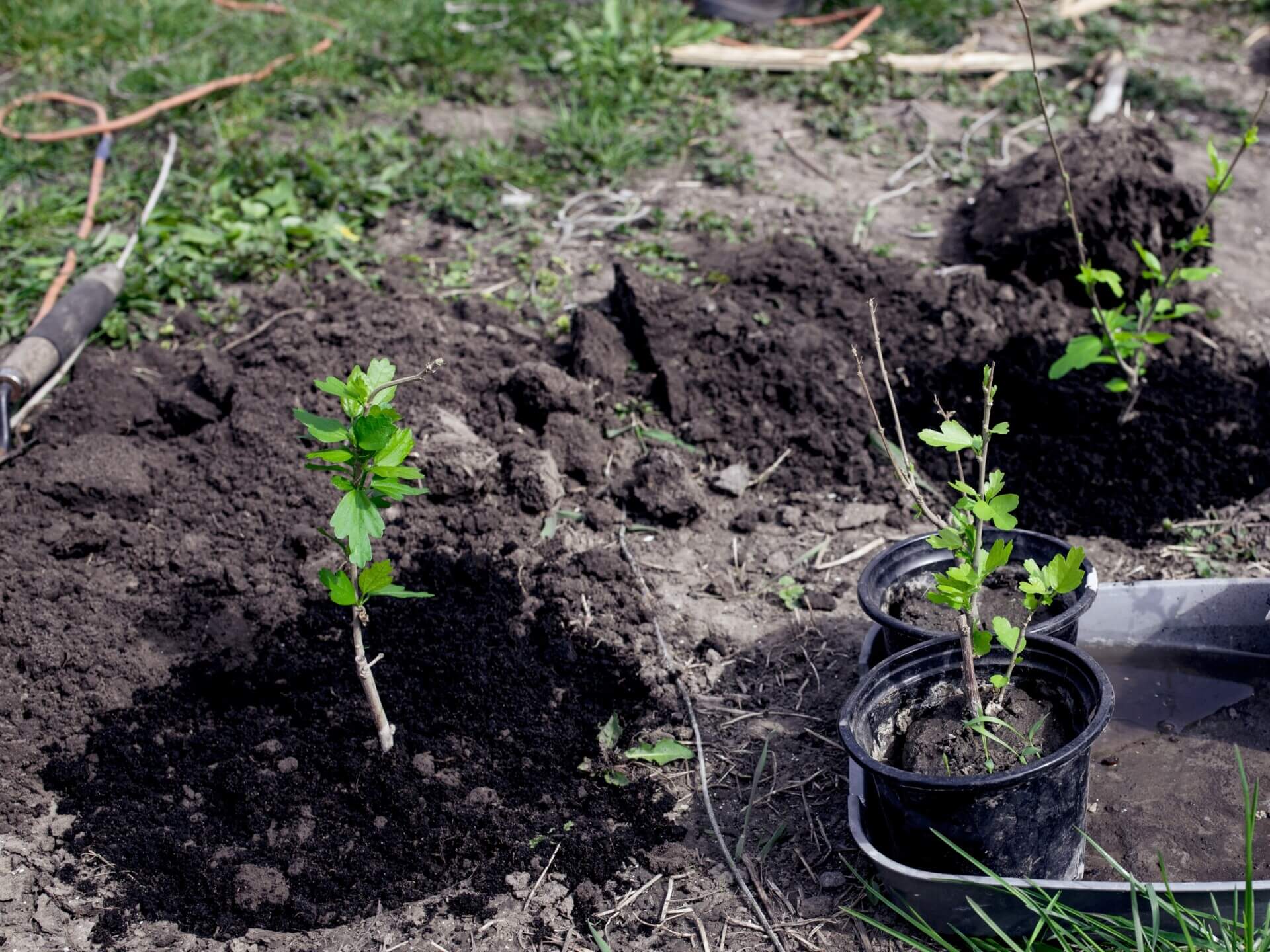 Melioidosis tropical soil Cropped