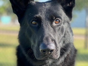 NT Police dog Drax Cropped