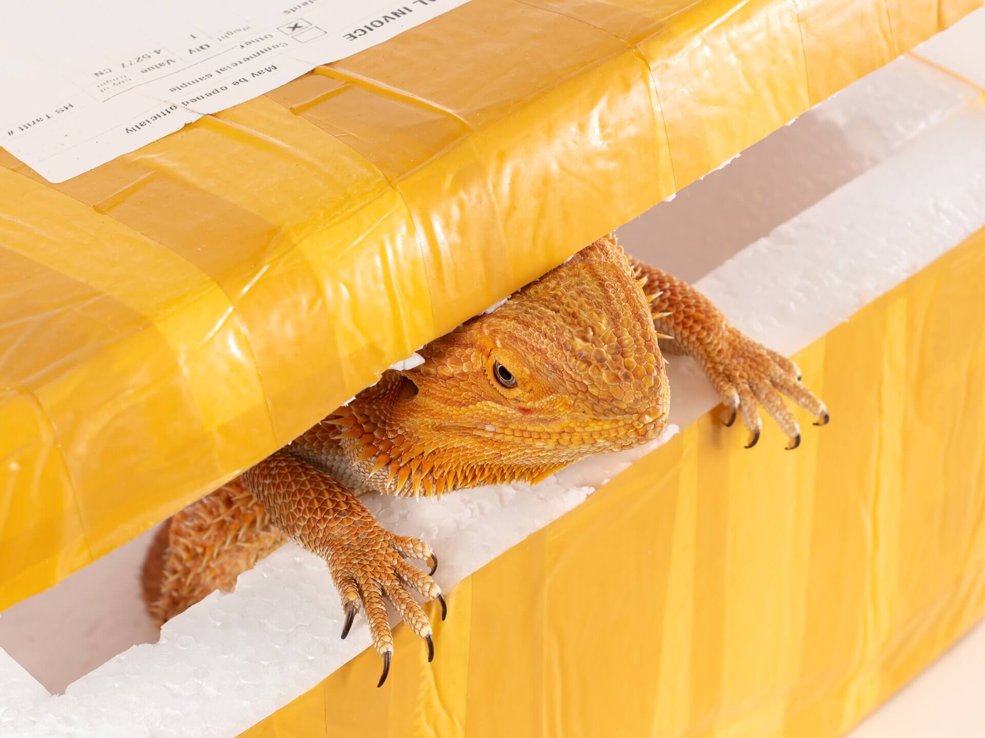 NT reptile smuggling Cropped (1)