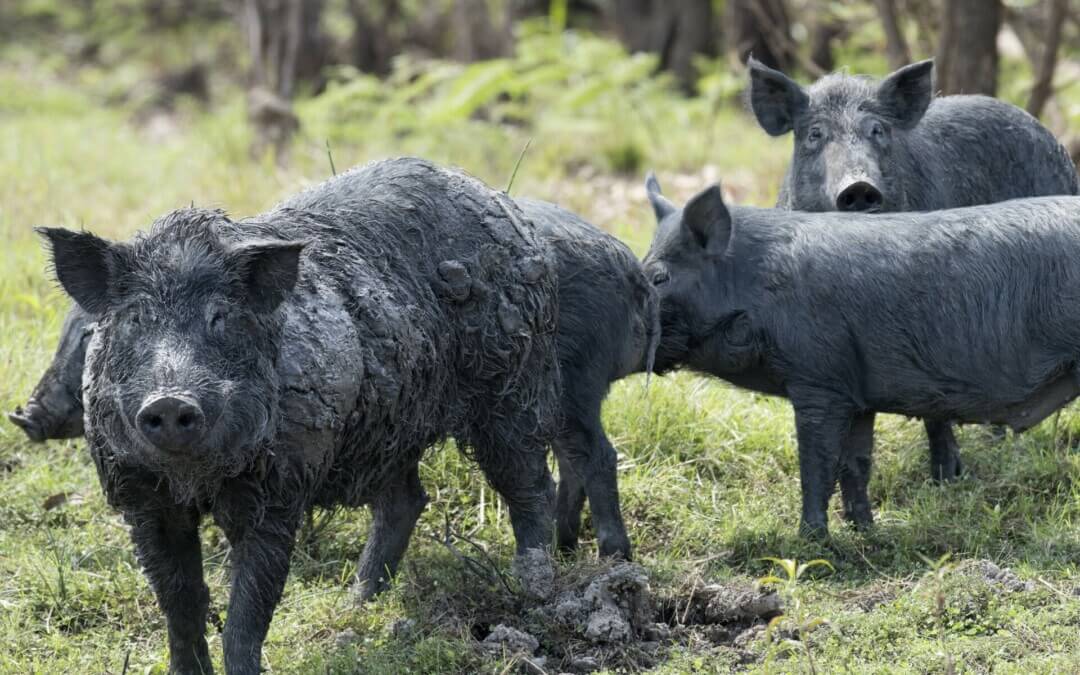 Feral pigs cancel this year’s Adelaide River Cup, race moved to Fannie Bay