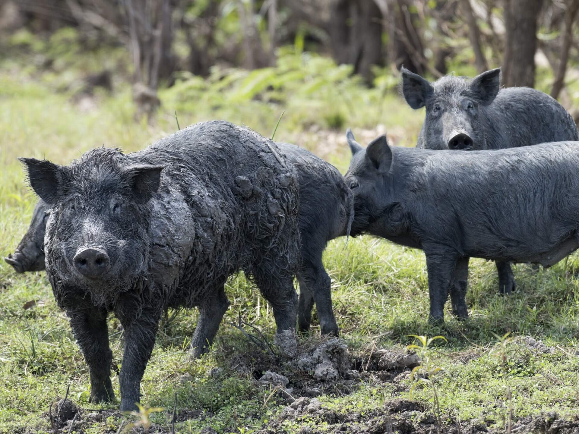 Feral pigs NT Cropped