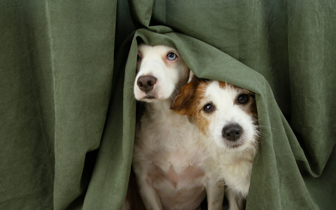 RSPCA tips to keep pets safe on Territory Day