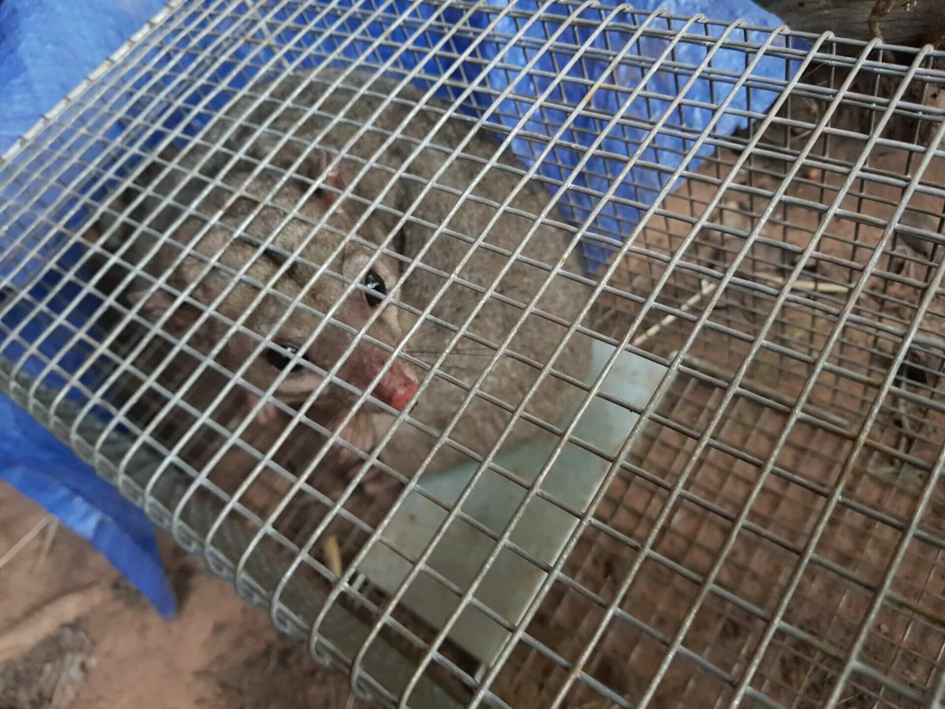 possum pic