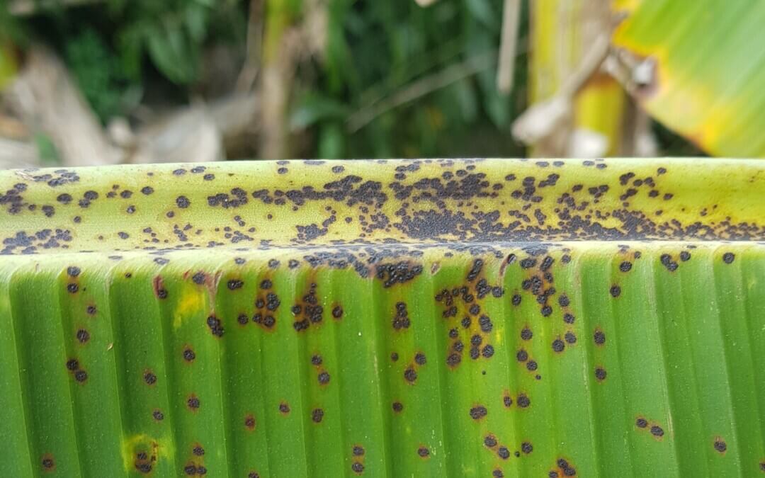 Government to destroy banana plants again as freckle outbreak grows