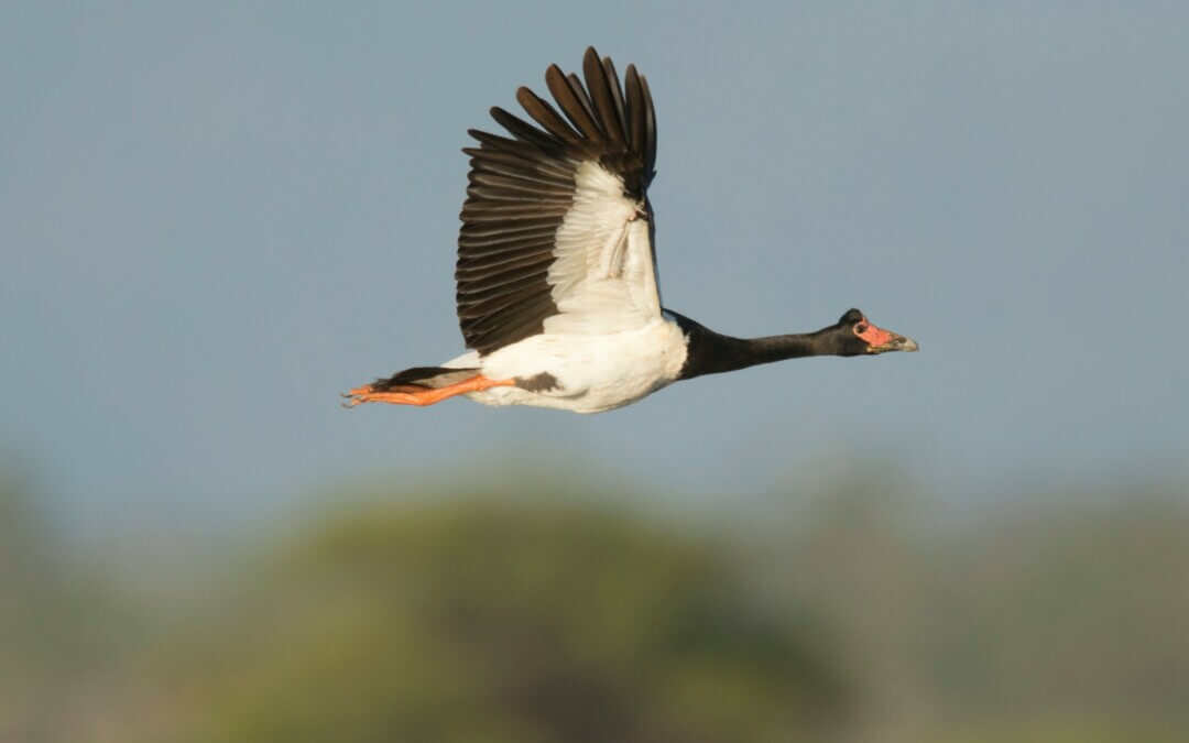 Magpie geese and duck bag limits announced