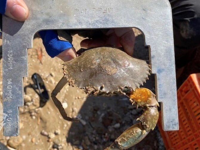 NT Police mud crab charges Cropped