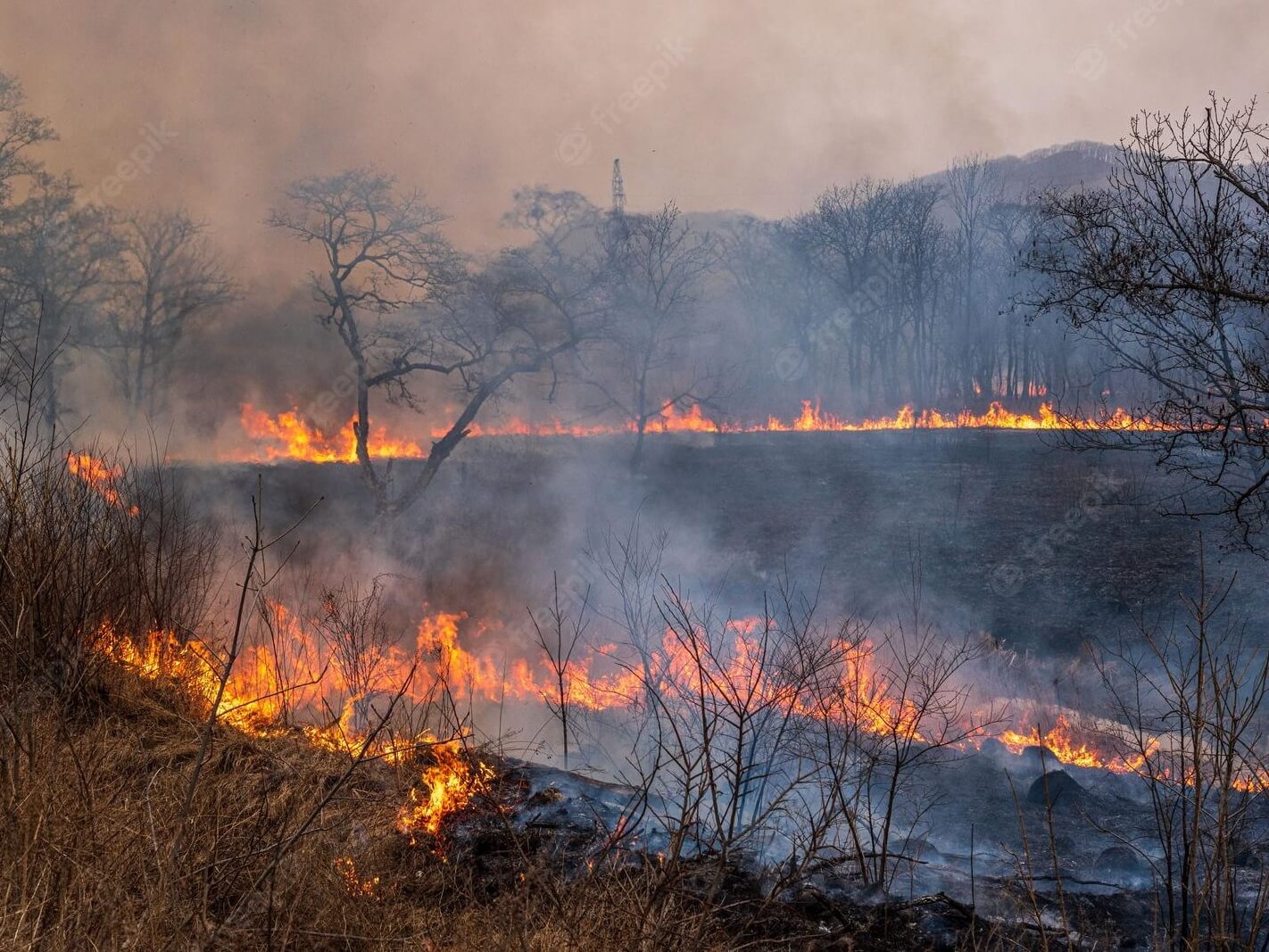 savanna burning pic Cropped